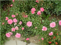 8c57da26-Picture 4754.jpg